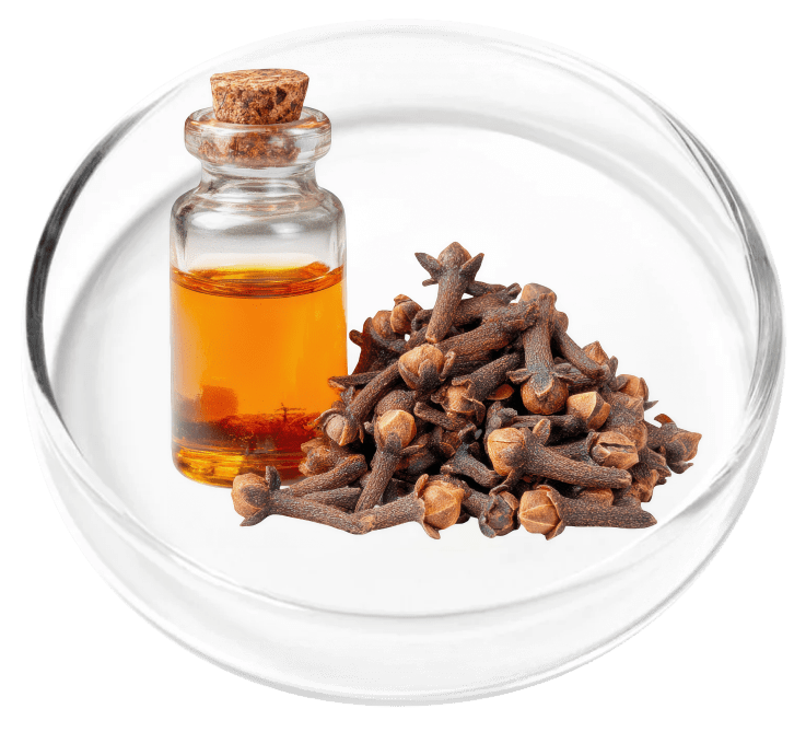 Clove Bud Oil used in the KeraFirm Pro merchant formula presentation